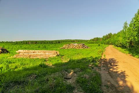 Cutting down trees in the forest logs are stacked Stock Photos