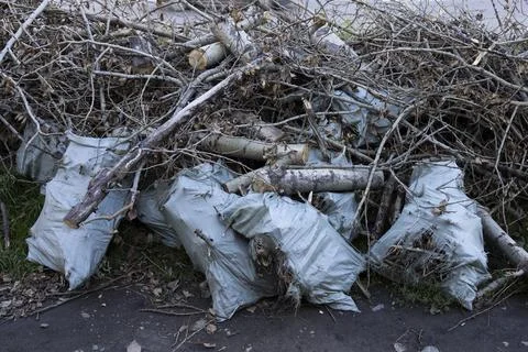 Cutting down trees in the forest Stock Photos