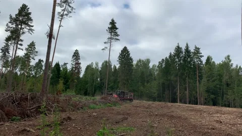 Cutting down trees in the forests of Belarus 스톡 동영상 165567106