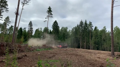 Cutting down trees in the forests of Belarus Stockbeeldmateriaal 165567512