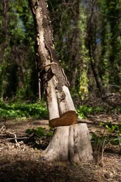 Cutting down trees Stock Photos