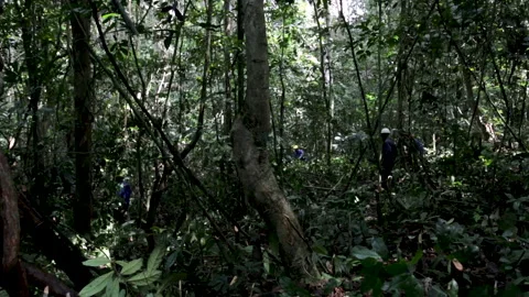 Cutting down trees in the rainforest. Tr... | Stock Video | Pond5