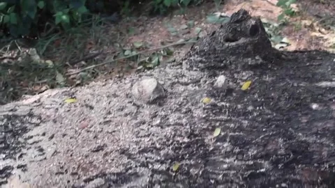 Cutting down trees turns into tree stumps Stock Footage 291766973