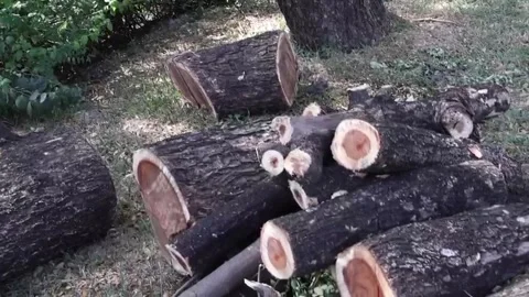 Cutting down trees turns into tree stumps Stock Footage 291767002