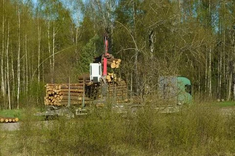 Cutting down trees. Wheel loader, loads timber onto a truck Stock Photos