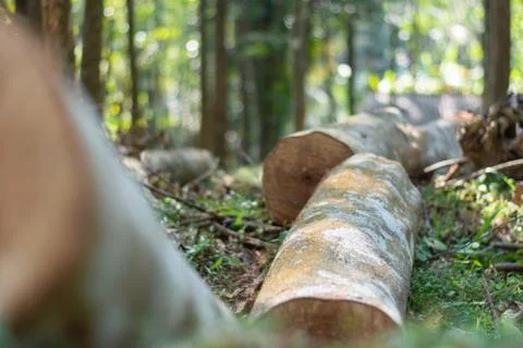 Cutting down trees in the wild leading to reducing oxygen level and ecology e Stock Photos
