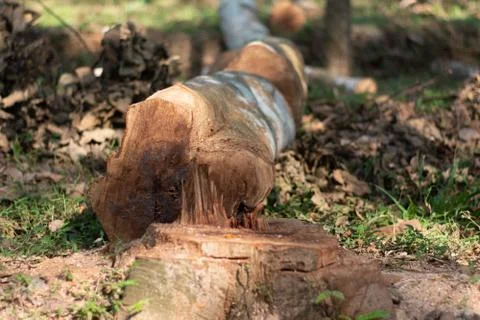 Cutting down trees in the wild leading to reducing oxygen level and ecology e Stock Photos