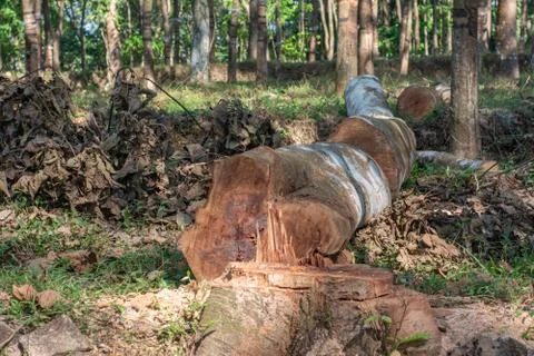 Cutting down trees in the wild leading to reducing oxygen level and ecology e Stock Photos