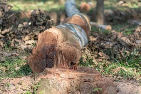 Cutting down trees in the wild leading to reducing oxygen level and ecology e Stock Photos