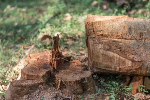 Cutting down trees in the wild leading to reducing oxygen level and ecology e Stock Photos