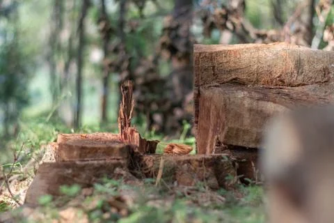 Cutting down trees in the wild leading to reducing oxygen level and ecology e Stock Photos