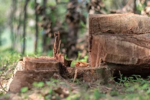 Cutting down trees in the wild leading to reducing oxygen level and ecology e Stock Photos