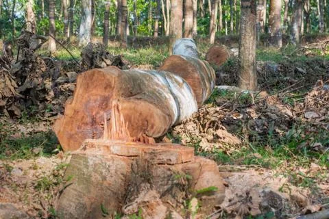 Cutting down trees in the wild leading to reducing oxygen level and ecology e Stock Photos