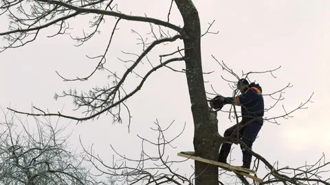 Cutting down trees in winter at altitude. Clearing thickets with a chainsaw Stock Footage 319783257