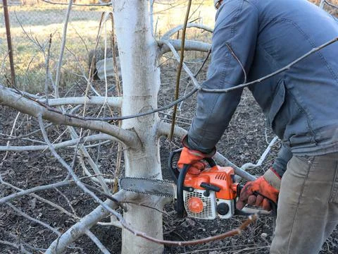 Cutting down unnecessary branches on the bottom of the tree Stock Photos