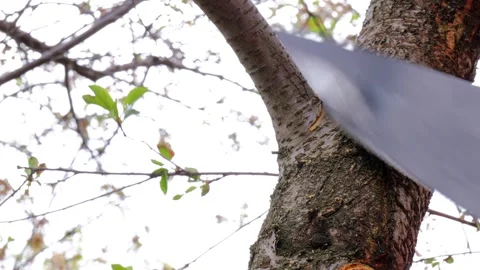 Cutting dry branch from tree using handsaw with orange handle during seasonal Stock Footage 309302799