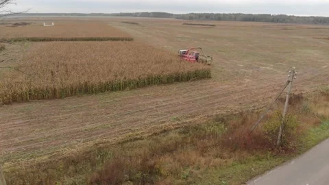 Cutting dry corn with a forage harvester in a tractor trailer on autumn farmland Vídeo Stock 143232600
