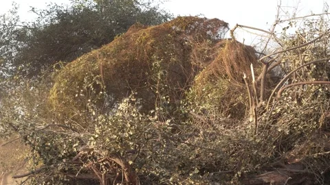 Cutting Dry Trees in Rural Area  Deforestation and Wood Harvesting Scene Stock Footage 333070028