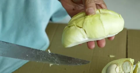 Cutting durian fruit a culinary event in a kitchen setting step-by-step process Stock Footage 337487416