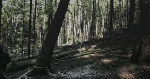 Cutting dvn a treye with a chainsav, the tree falls. Forrester is busi working Stock Footage 170442215