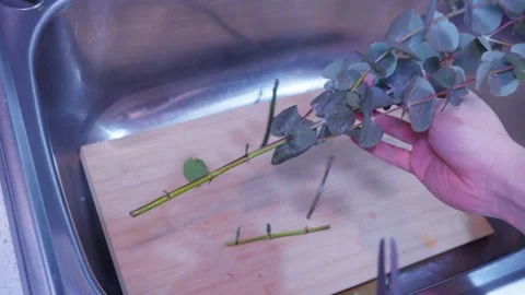 Cutting eucalyptus Stem Ends for Better Hydration in Floral Arrangement 스톡 동영상 319920104
