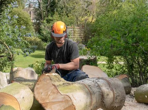 Cutting up a felled tree. Foto stock