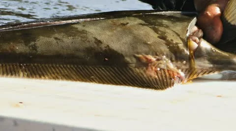 Cutting Fillets from Halibut Fish 1 Stock Footage 11199539