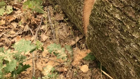 Cutting firewood with a chainsaw Stock Footage 80464837