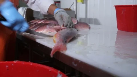 Cutting fish fillet seafood distribution Stock Footage 71010651