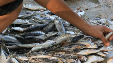 Cutting Fish Stock Footage 34697055