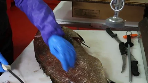 Cutting fish in half filet seafood Stock Footage 71011199