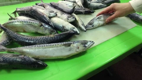Cutting fish. A lot of fish. Mackerel on the table. Stock Footage 83963459