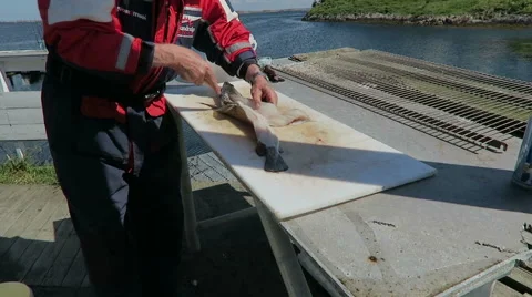 Cutting fish in pieces. preparing a meal. Video stock 66359659