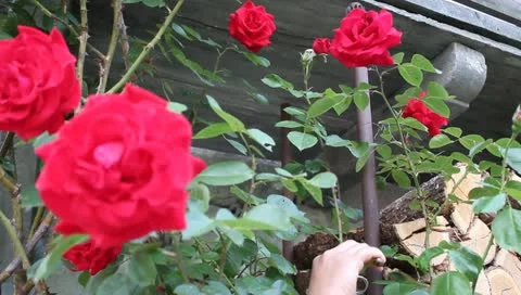 Cutting flower Stock Footage 10741908