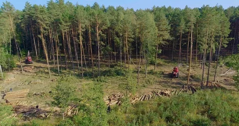 Cutting forest, harm to the environment, violation of ecology Video stock 101352900
