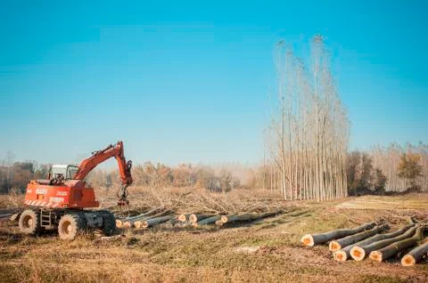 Cutting a forest of poplars. Foto stock
