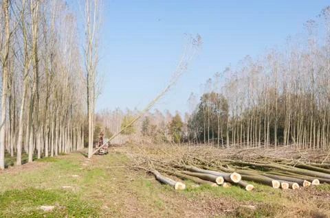Cutting a forest of poplars. Foto stock