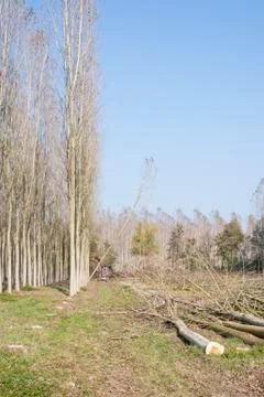 Cutting a forest of poplars. Foto stock