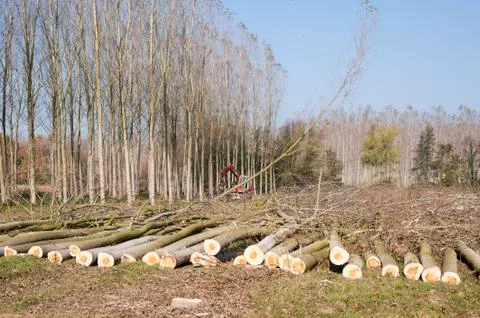 Cutting a forest of poplars. Foto stock