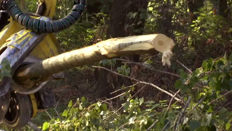 Cutting Forests - Preparing Firewood for Winter, Video Clip Stock-Footage 213492383