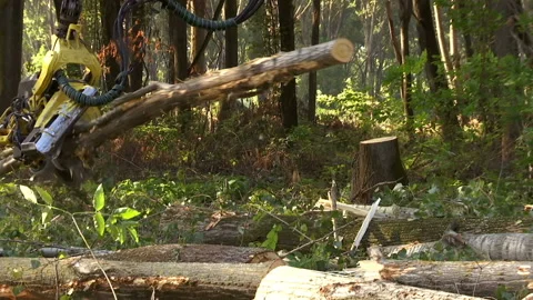 Cutting Forests - Preparing Firewood for Winter, Video Clip Stock-Footage 213493292