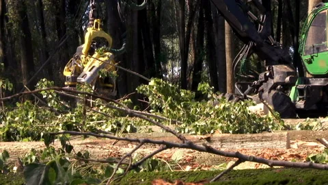 Cutting Forests - Preparing Firewood for Winter, Video Clip Stock-Footage 213493555