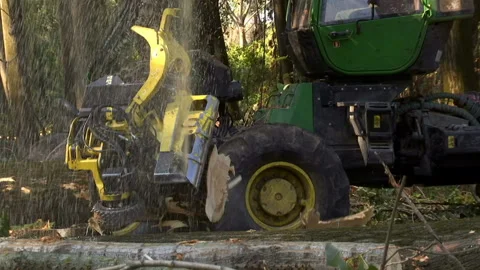 Cutting Forests - Preparing Firewood for Winter, Video Clip Stock Footage 213493750