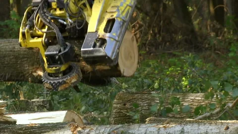 Cutting Forests - Preparing Firewood for Winter, Video Clip Stock-Footage 213494039
