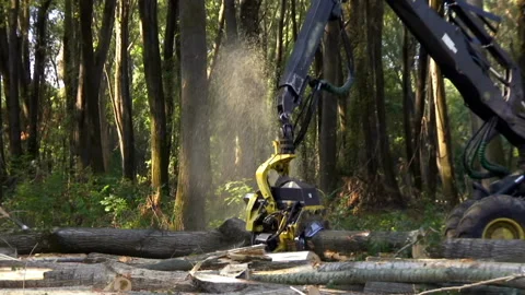 Cutting Forests - Preparing Firewood for Winter, Video Clip Stock-Footage 213495194