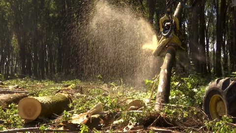 Cutting Forests - Preparing Firewood for Winter, Video Clip Stock-Footage 234176488