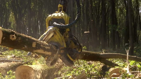 Cutting Forests - Preparing Firewood for Winter, Video Clip Stock-Footage 234176554