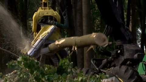 Cutting Forests - Preparing Firewood for Winter, Video Clip Stock-Footage 234972564