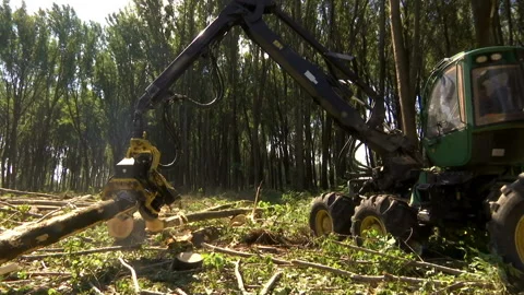 Cutting Forests - Preparing Firewood for Winter, Video Clip Stock-Footage 234972645