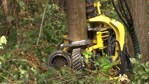 Cutting Forests - Preparing Firewood for Winter, Video Clip Stock-Footage 234972655